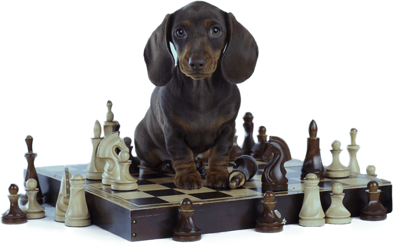 dog on chess board